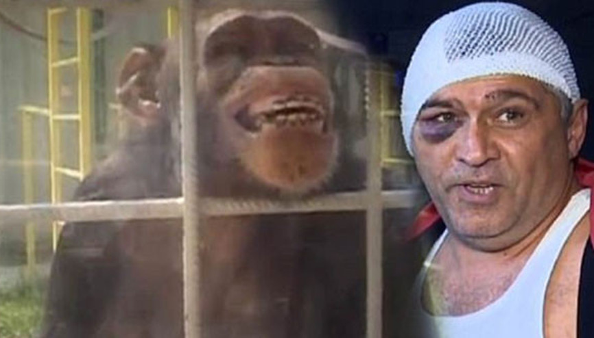 Kıskanç şempanze, eşini öpen bakıcıyı hastanelik etti