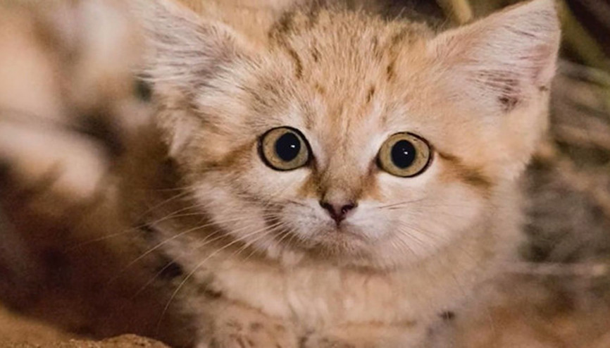 İlk defa görüntülenen kum kedilerinin şirin yavruları