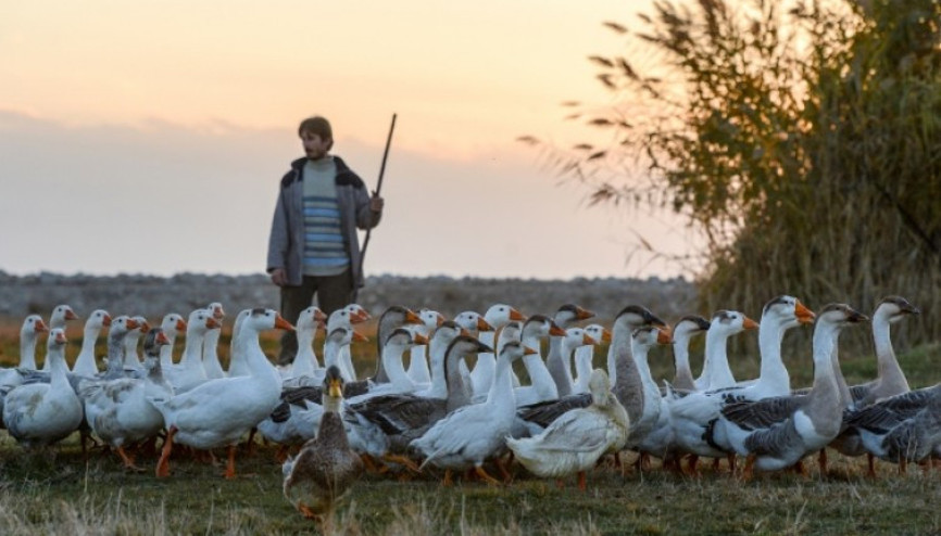 Uludağ eteklerinde Çin kazı yetiştirilecek