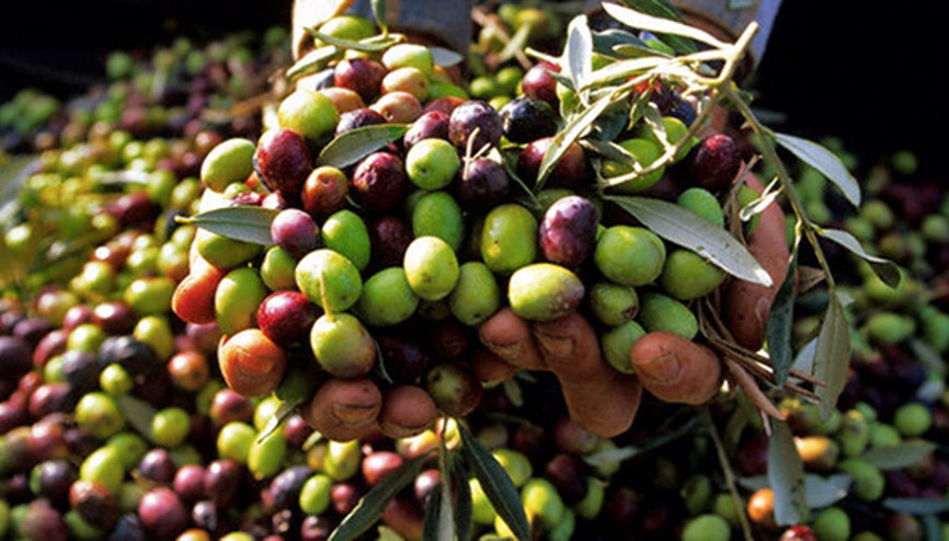 Zeytin hasadı başladı, 80 ton üzerinde…