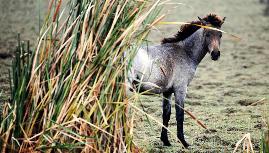 Kızılırmak’ta canlı yaşam ölümsüzleşti