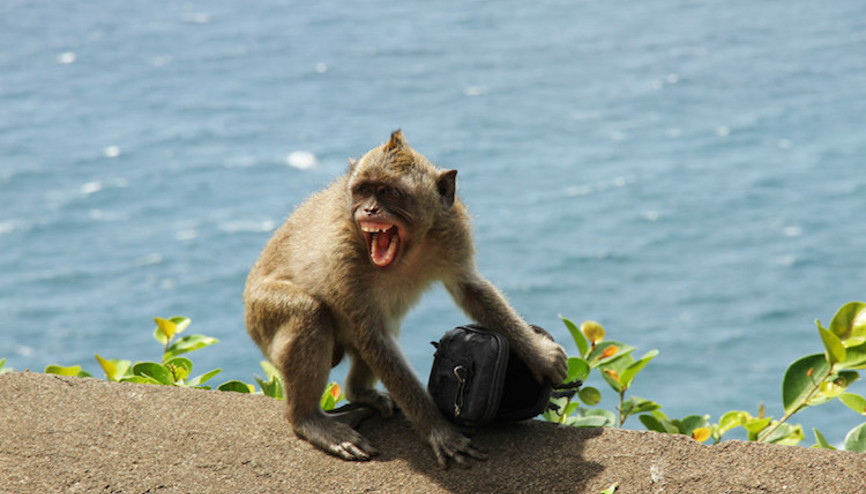 Endonezya’da makaklar eşyaları çalıp bisküvi karşılığında satıyor Endonezya’da makaklar eşyaları çalıp bisküvi karşılığında satıyor
