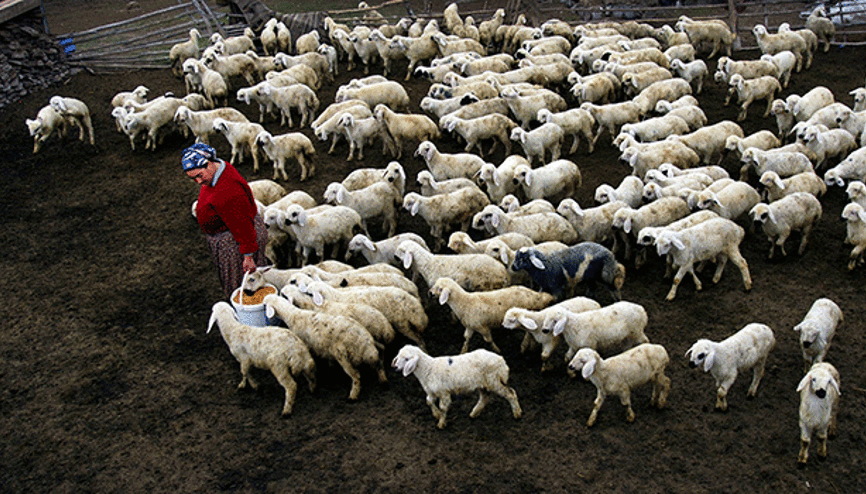 Toroslar’da Üretim Modeli Değişti