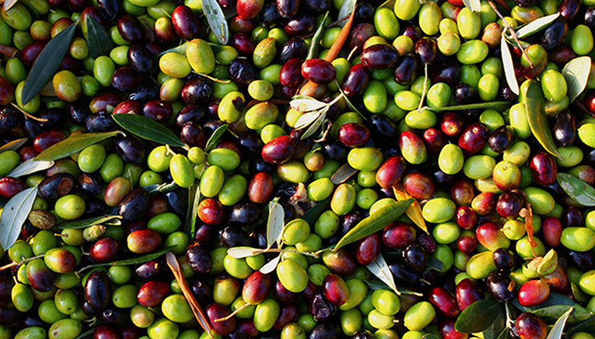 Yağışların ardından zeytin hasadı başladı