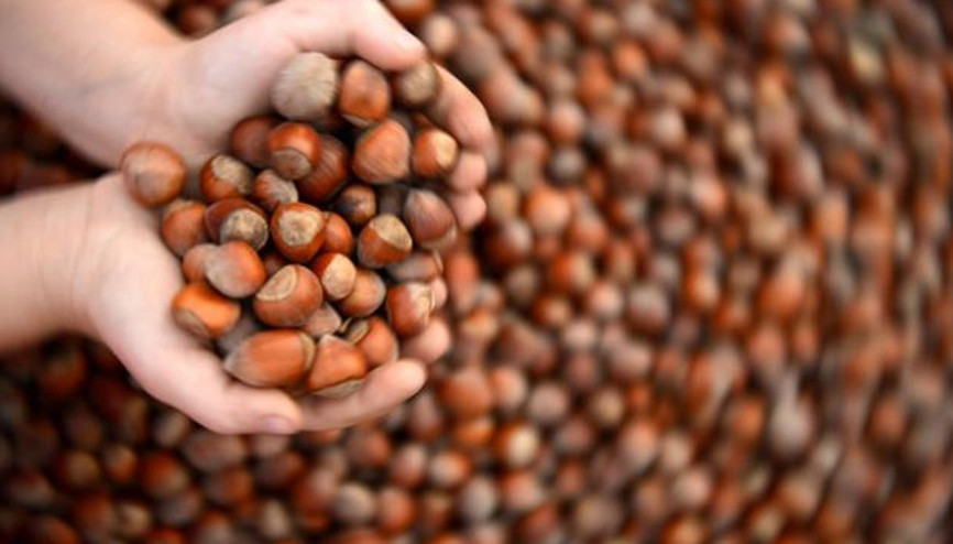 Türkiye iki ayda 66 bin ton fındık ihracat etti