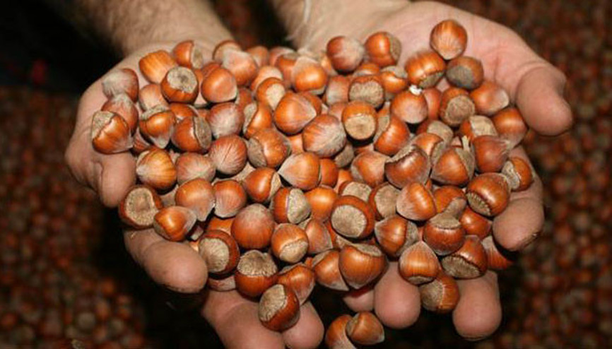 Fındık ihracatı kazandırıyor