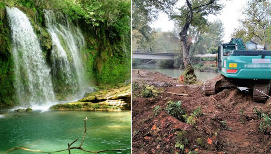Kurtaracağız diye ağaç katliamı