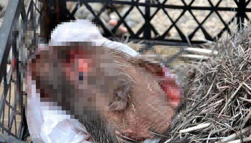 Siirtte durdurulan araçta bulundu Kansere iyi geliyor söylentisi yayılınca...