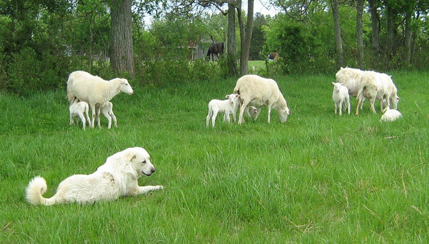 İthal ete karşı “kuzu” formülü