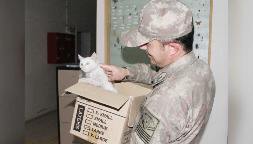 Mehmetçikten yaralı kediye şefkat eli