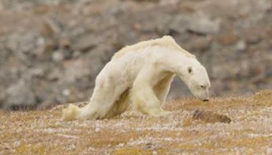 İnsanı insanlığından utandıran görüntü