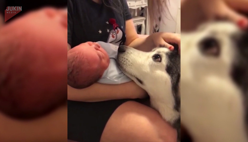 Ailenin yeni üyesinden gözlerini bir an olsun ayıramayan köpek
