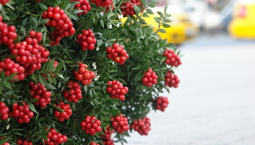 Yılbaşı çiçeği Kokina nedir