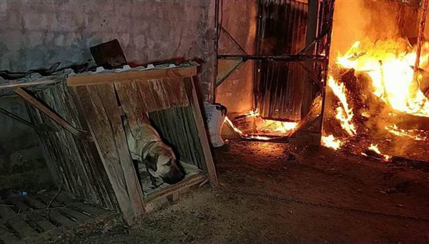 Samsunda fabrika yandı,  zincirle bağlı olan köpeği ölümden itfaiye kurtardı