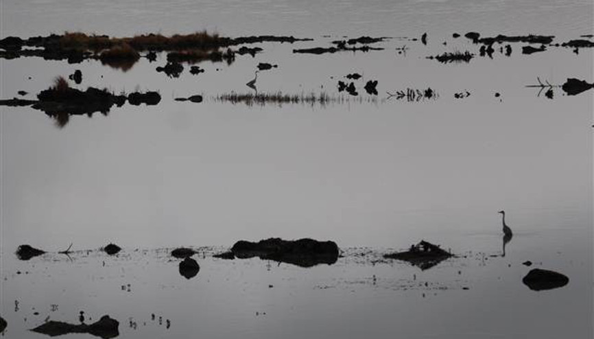 Ladik Gölü’nün yüzen adacıkları tehlikede Ladik Gölü’nün yüzen adacıkları tehlikede