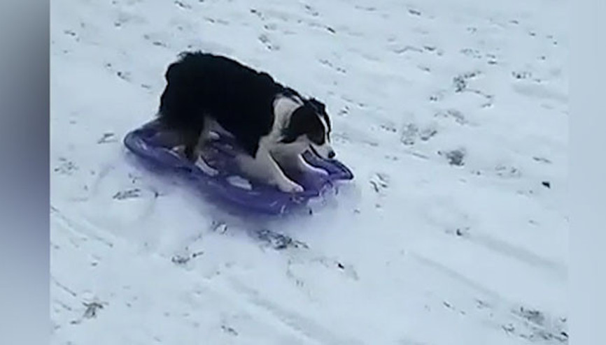 Kaydırakla kayan köpek