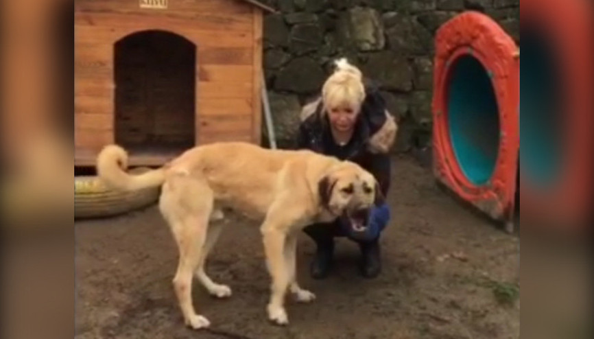 Bu köpeği tanıdınız mı