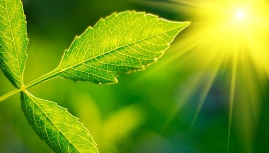 Yapay fotosentez ortamı oluşturmak mümkün olabilir mi