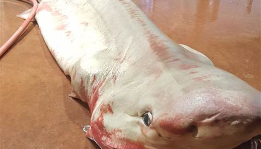 Antalya Körfezi’nde köpekbalığı yakalandı