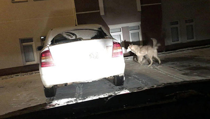 Şehir merkezine kurt indi