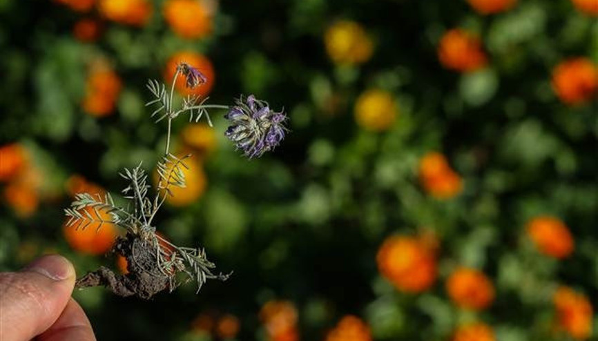 Erzurumda yeni bitki türü bulundu