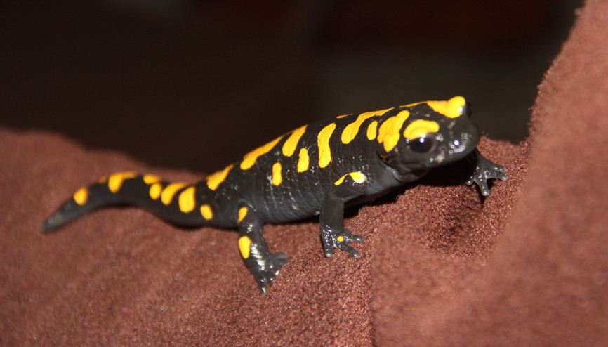 Adanada nesli tükenmekte olan semender bulundu