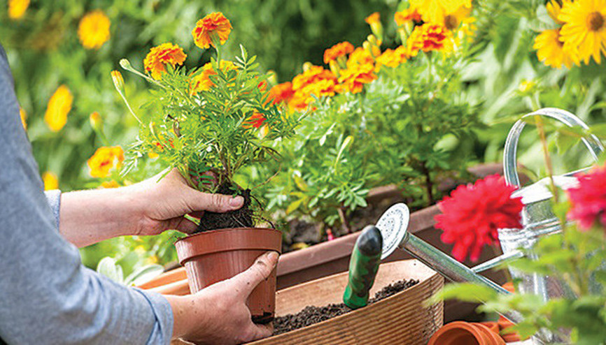 Süs bitkisinde  1 milyar $ ihracat