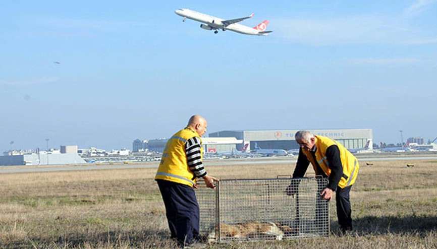 Pilotlara pas geçirten köpekleri yakalama timi Pilotlara pas geçirten köpekleri yakalama timi