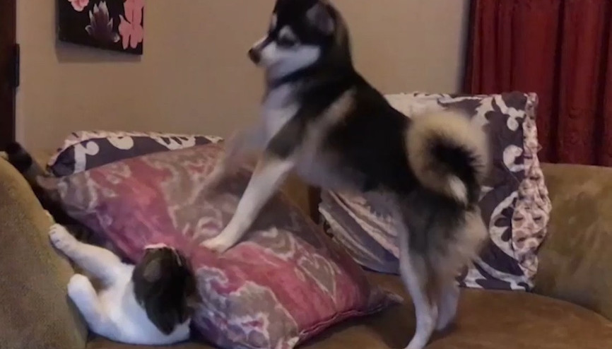 Husky ve kedinin güldüren anları