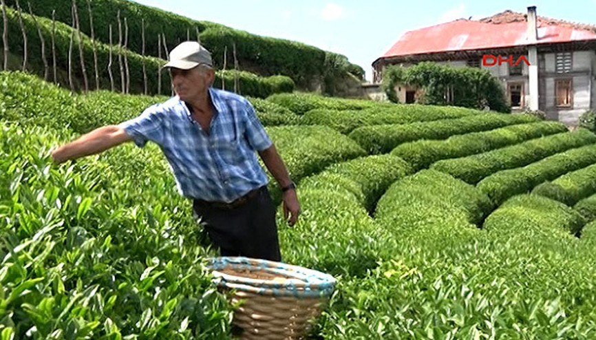 Üretimi artan beyaz çay yine yetmedi Üretimi artan beyaz çay yine yetmedi