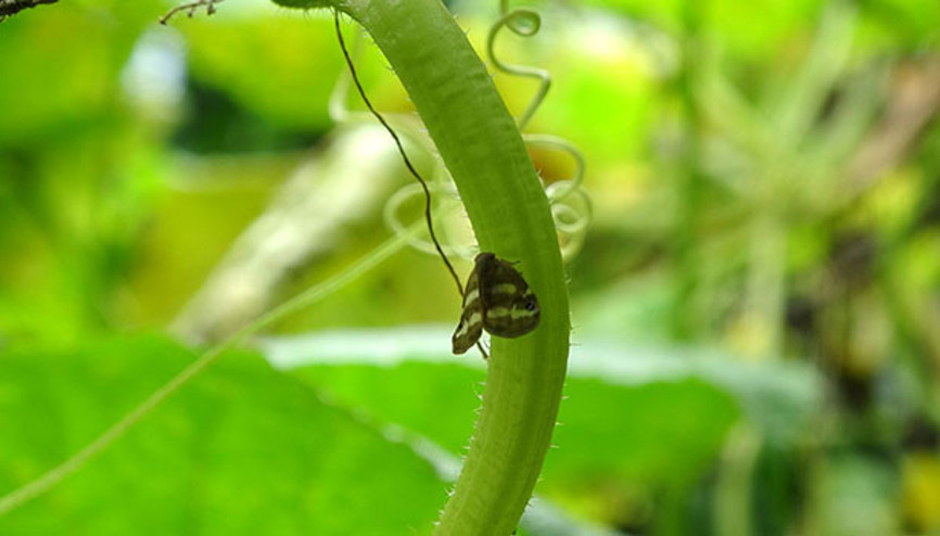 Doğu Karadeniz’i kurutan böceğe karşı savaş... Herkes bu bitkiyi ekecek Doğu Karadeniz’i kurutan böceğe karşı savaş... Herkes bu bitkiyi ekecek