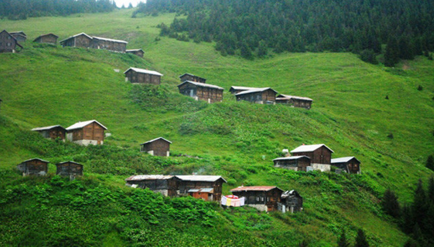 Herkes bu bitkiyi ekecek Herkes bu bitkiyi ekecek