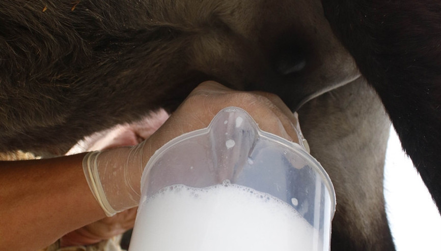 Turizm sektörünü bıraktı, eşek sütü üretimine başladı Masraflarını karşılayamıyor