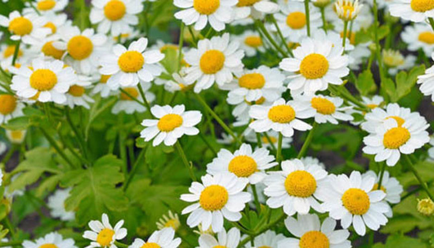 Koyungözü otu nedir, hangi hastalıklara iyi gelir