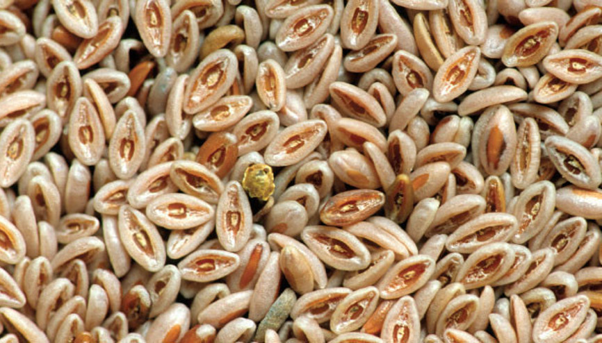 Pisilyum bitkisi nedir, faydası nedir