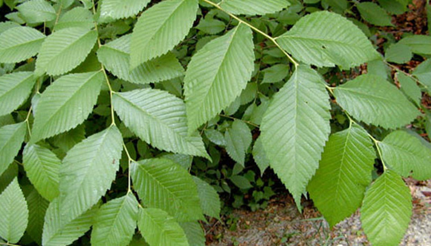 Kaygan Karaağaç bitkisi nedir, faydası nelerdir