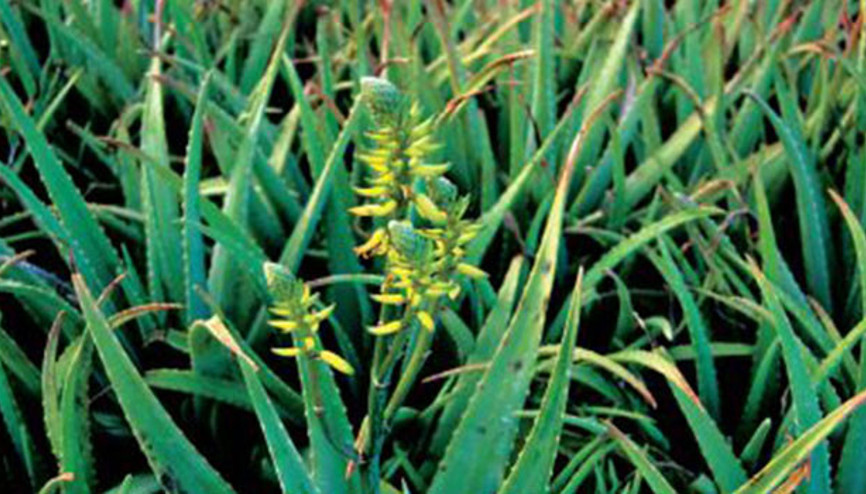 Aloe Vera bitkisinin faydaları neler Saça faydalarıyla biliniyor