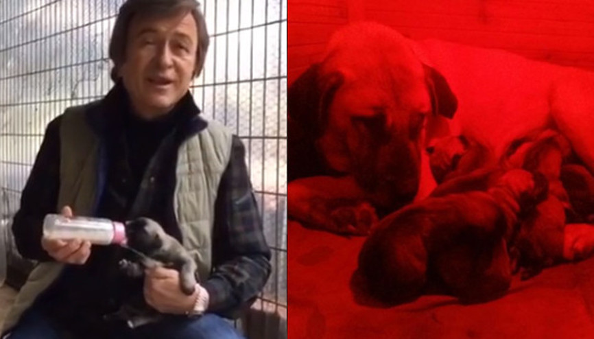 Erol Evgin kangal köpeklerini anlattı... Tacizcilere tokat gibi mesaj