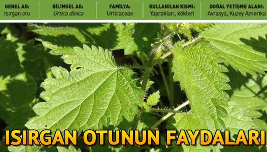 Isırgan otunun faydaları | Isırgan otu nelere iyi gelir