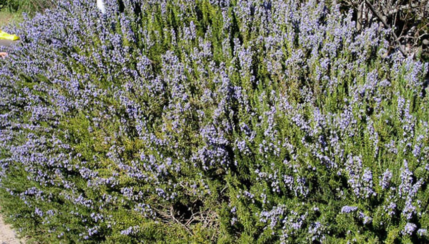 Biberiye nedir, faydaları nelerdir