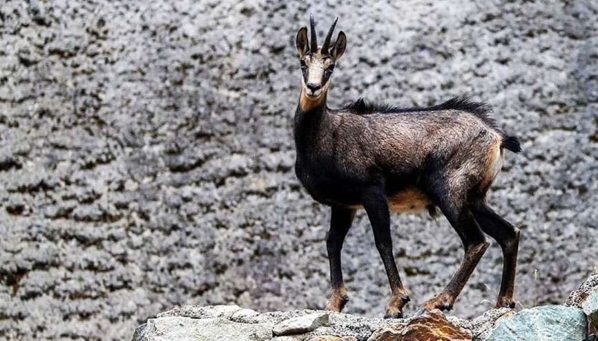 Koruma altındaki çengel boynuzlu dağ keçilerinin sayısı 60’a çıktı Koruma altındaki çengel boynuzlu dağ keçilerinin sayısı 60’a çıktı