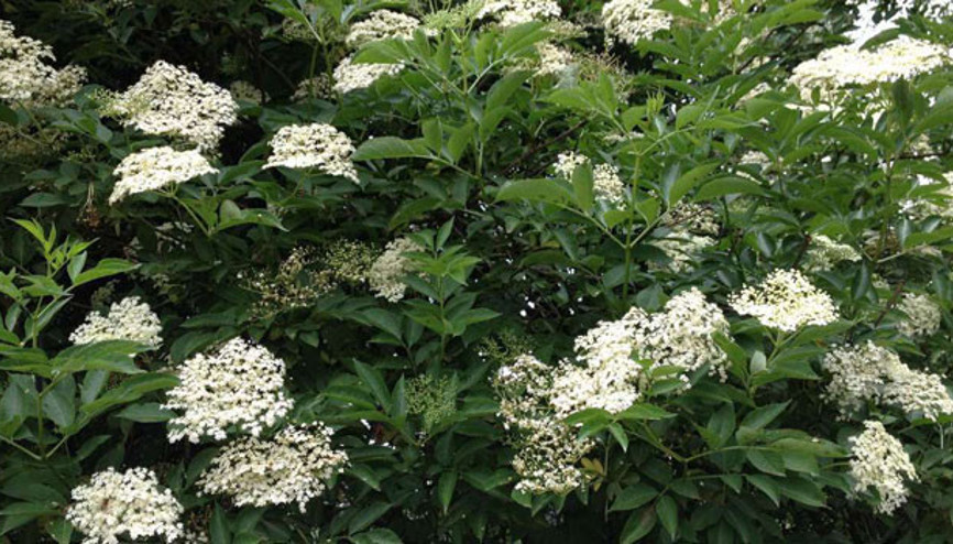 Mürver Ağacı nedir