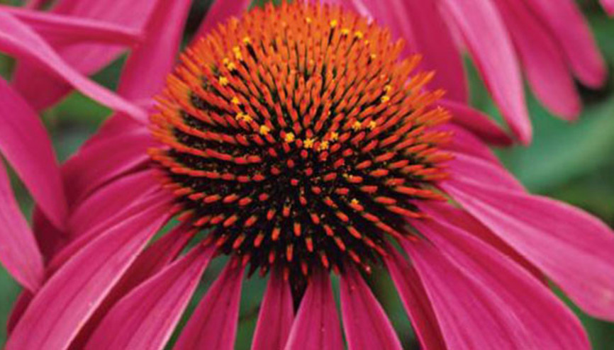 Ekinezyanın faydaları neler Ekinezya çayı nasıl yapılır