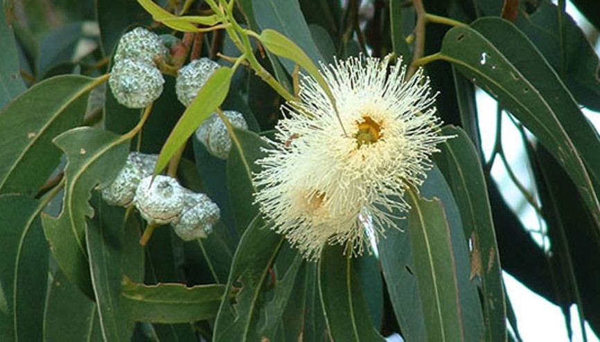 Okaliptus nedir, faydaları nelerdir