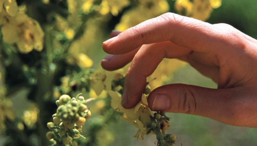Sığır Kuyruğu bitkisinin faydaları nelerdir