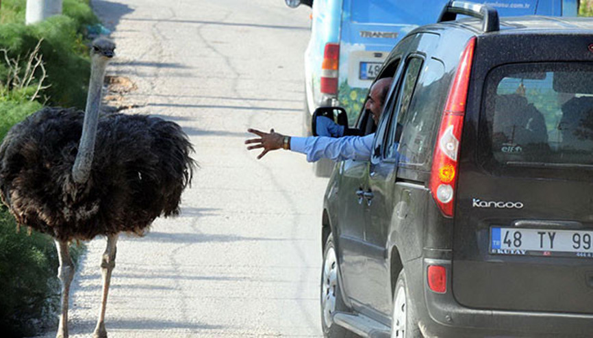 Bodrumda Bihter şaşkınlığı