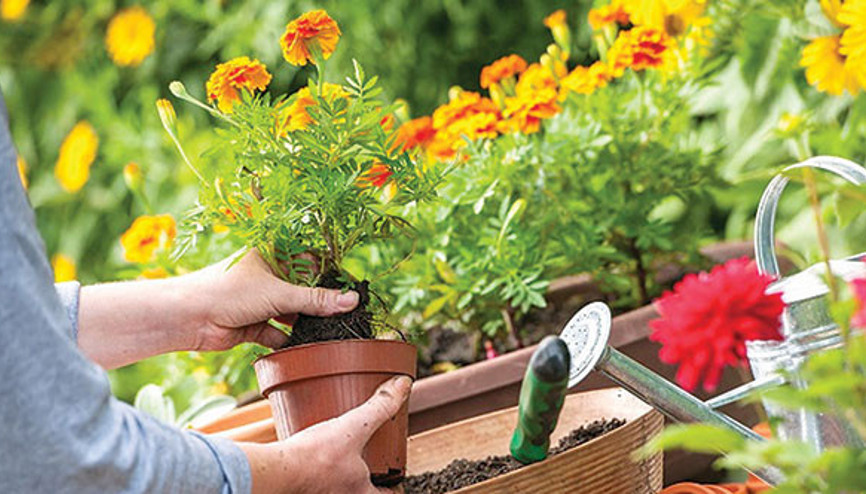 Süs bitkisinden 40 milyon dolar