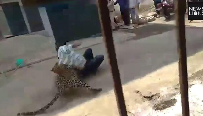 Leopar dehşeti Ele geçirmek isterken…