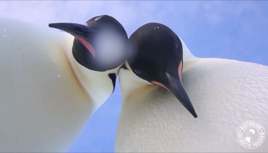 Kamerayı devirip selfie çeken penguenler