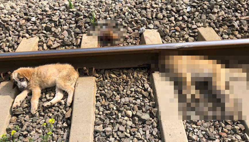 Aydında akıl almaz vahşet